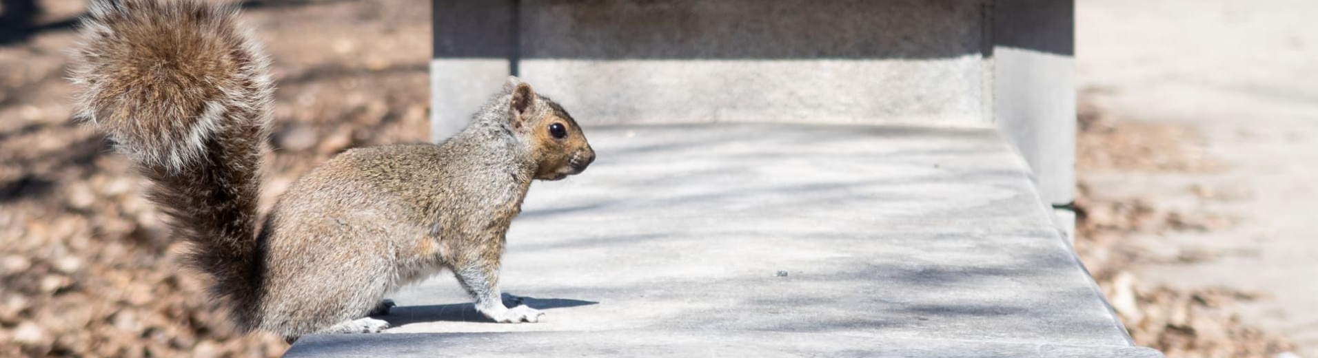 Combien d'écureuils à Central Park ?